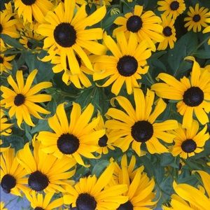 Meet your Posher, Maddy